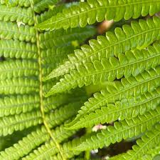 Image result for Haumaniastrum suberosum