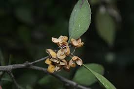 Image result for Maytenus undata