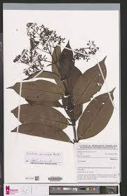 Image result for Gaertnera paniculata