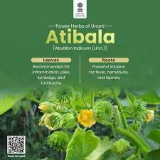 Image result for Abutilon indicum