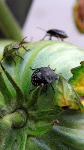 Les dégâts de la punaise au jardin : Quels Sont Les Predateurs De La Punaise Verte