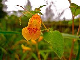 Maybe you would like to learn more about one of these? Lowland Wildflower Wonderlands Bloom Around Olympia Thurstontalk