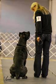 Training Presa Canario Vs Cane Corso What S The Difference Weight Pulling Wikipedia Feeding A Cane Corso Puppy How To Lo Cane Corso Dog Corso Dog Cane Corso