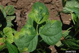 We did not find results for: Bean Diseases And Pests Description Uses Propagation