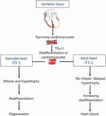 Thyroid Hormone Receptor A1 As A Novel Therapeutic Target For Tissue Repair Pantos Annals Of Translational Medicine