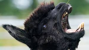 Finans | 25,203 followers on linkedin. Geronimo The Alpaca Set To Die After No 10 Refuses Stay Of Execution Worldnewshere Net