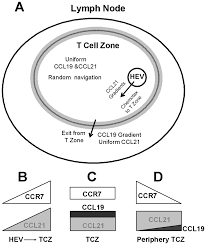 Ccr7 and its ligands link innate and adaptive immunity by affecting interactions between t cells and dendritic cells. Combinatorial Guidance By Ccr7 Ligands For T Lymphocytes Migration In Co Existing Chemokine Fields