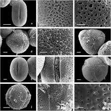 Image result for Tephrosia nyikensis