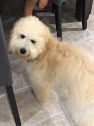 We are a small breeder of goldendoodles located in southern illinois, about 50 miles east of st. Maple Valley Puppies Bernedoodle Goldendoodle Puppies For Sale In Flat Rock Illinois