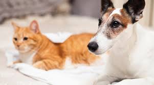 Please send resumes to northerntailstraining@outlook.com or stop in and fill out an application. All You Need To Know About Caring For Pets In Dubai Dubai Ofw