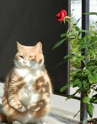 猫の超進化系 二足立ちが様になっている猫たちの画像特集 動画 カラパイア 美しい猫 おかしな動物 猫