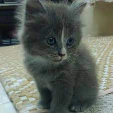 Kucing parsi atau kucing persian adalah kucing yang banyak digemari karena dari beberapa sifatnya seperti manjanya dan disiplinnya. Anak Kucing Parsi Pet Supplies Pet Accessories On Carousell