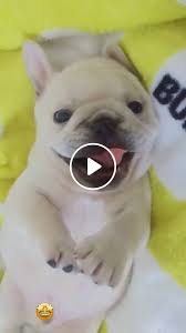 Review how much english bulldog puppies for sale sell for below. Cute French Bulldog Puppy Video Gifs Cute Funny Puppy Videos French Bulldog Puppy Frenchie