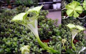 Image result for Ceropegia conrathii