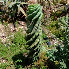 Image result for Sesamothamnus lugardii