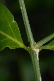 Image result for Psydrax locuples