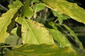 We did not find results for: Avocado Trees Turning Yellow Here Are The Reasons Why