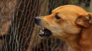 Mimpi anjing kuning ada kaitan dengan bomoh? 5 Alasan Anjing Menggigit Dan Serang Manusia