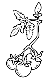 Download printable tomatoes coloring pages to print for free. Cherry Tomato Coloring Page Free
