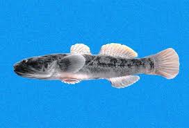 Image result for Menisorus pauciflorus