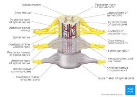 Actively used open source projects and libraries tag releases very often, which signifies growth. Spinal Cord Anatomy Structure Tracts And Function Kenhub