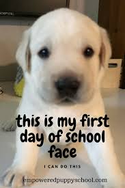 Our new puppy essentials checklist are the items we recommend you have the day you bring home your new puppy. This Is My First Day Of School Face Puppytraining Labradorretriever Labpuppy Puppytips Puppy Training Puppy School Training Your Puppy