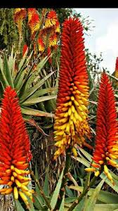 Aloe Vera Jardin Canario Las Palmas De Gran Canaria
