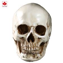 Maybe you would like to learn more about one of these? China Life Size 1 1 Human Skull Replica Resin Model Figurines Anatomical Medical Human Skull China Halloween Figurine And Resin Human Skull Decor Price