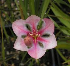 Image result for Tritonia moggii