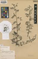 Image result for Indigofera microcarpa