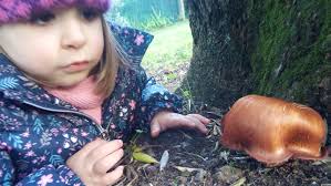 Can anyone help me id this large mushroom..mt.olive n.c.