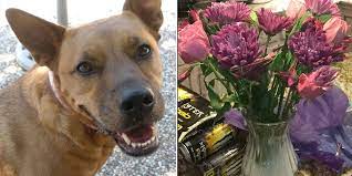 What color flowers for death of pet. Chewy Com Pet Food Site Send Bereavement Gifts To Clients People Com
