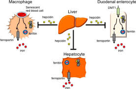 Regulation Of Iron Metabolism By Hepcidin Under Conditions Of Inflammation Journal Of Biological Chemistry