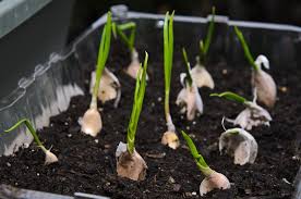 It's perfect for beginner gardeners, and once planted, garlic is low maintenance. Growing Garlic Indoors Tricky But Doable