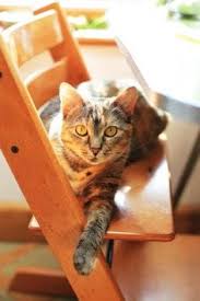 We partner with shelters across north america to help homeless pets find loving homes. Tinker Bc Spca