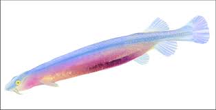 Image result for Vandellia