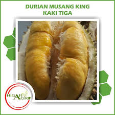 Buah durian ini memiliki kulit buah berwarna hijau sedikit kekuningan. Terbaik Bibit Tanaman Buah Durian Musang King Kaki Tiga Shopee Indonesia
