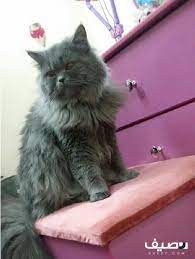 بلاكي قط شيرازي تول هير ملكي للبيع cats animals