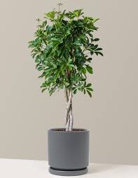 Image result for Schefflera