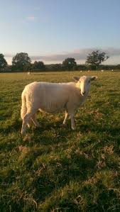 South Wales Mule Barnyard Animals Animals Sheep