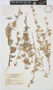 Image result for Dicoma