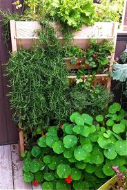 Cultivez Vos Legumes Sur Les Murs Cultiver Mur Vegetal Potager
