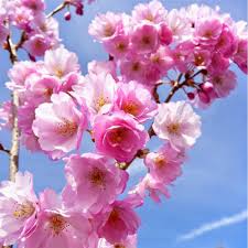 2160pixels x 1920pixels size : Gambar Bunga Sakura Gif