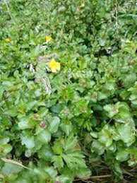 Image result for Phrymaceae