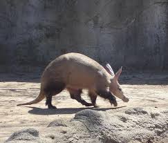One Aardvark Can Eat Up To 50 000 Ants Or Termites In Just One Night Find Out More About These Natural Exterminators Her Bizarre Animals Animals Weird Animals