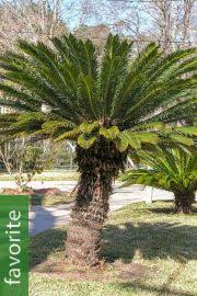 Image result for Cycnium filicalyx