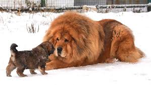 Tibettan Mastiff Breeds Do Khyi And Tsang Khyi Tibetan Mastiff Dog Fluffy Dogs