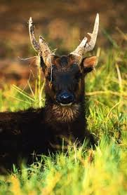 We did not find results for: Wildscreen Visayan And Spotted Or Spot And Deer