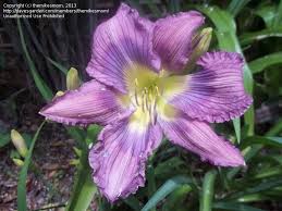 Image result for eustoma Balboa