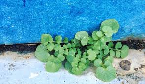 誰のものでもない草花 野草 雑草図鑑 都市近郊編 Lovegreen ラブグリーン